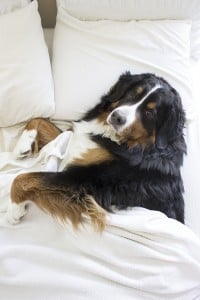 bedding